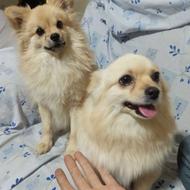 پامرین جفت یا تکی واگذار