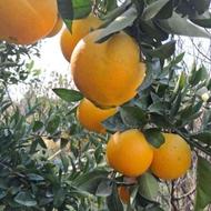 پرتغال و تامسون