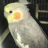 عروس هلندی عکسای دیگرو چک کنید