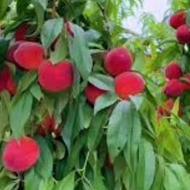 کاشت تا حرص کاری صفر تا صد 