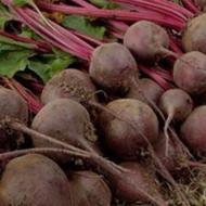 فروش چغندر لبو قرمز