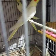 جفت عروس هلندی لوتینو دوکت