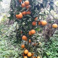 تدریس دروس مدرسه و مشاوره تحصیلی