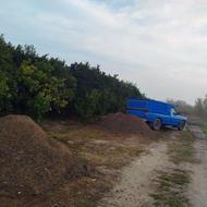 کود گوسفندی رو برای شما عزیزان سرباغ تحویل میدیم