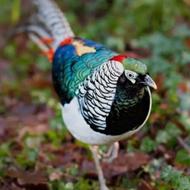 پرنده‌ جوجه قرقاول لیمویی و لیدی