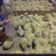 کارگری در مرغداری