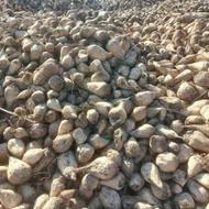 چغندر قند درجه یک