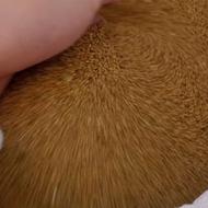 بذر یونجه درجه یک