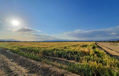 فروش 25 هکتار زمین کشاورزی حاجی آباد روستای شهدادی