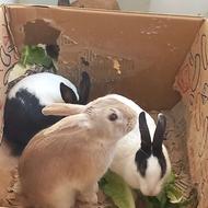 4 تا خرگوش (سفید مشکی،قهوه ای تیره)