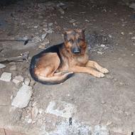 واگذاری سگ با معرفت باتربیت وحرف گوش کن