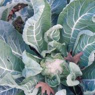 گل کلم درحد و عالی