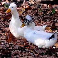 اردک کاکلی تزئینی