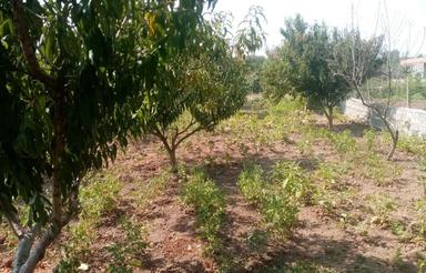 باغچه 252 متری بام شهر ساری دو کله کنار بافت پارک جنگلی زارع