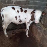 سلام یک عددگوساله سیمینتال سن 4ماه هست