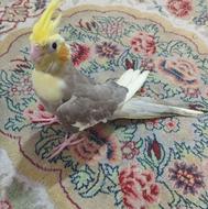 طوطی عروس 4ماهه