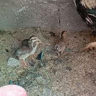 مرغ خروس جوجه خروس