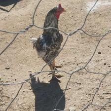 خروس صحیح و سالم