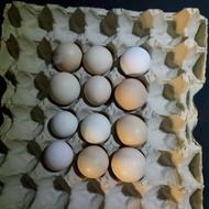 تخم مرغ نطفه دار برهما ابریشمی