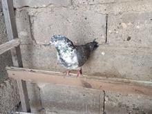 کبوتر پرشی در شیپور