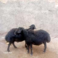 دوعدد قوچ قره قزل