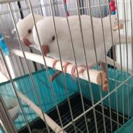 ماده راهب البینیو بالغ