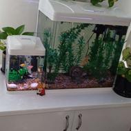 ماهی ، آکواریوپ