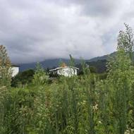 فروش زمین کشاورزی 5800 متر در سلیم آباد