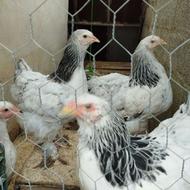 دو عدد مرغ برهما لایت