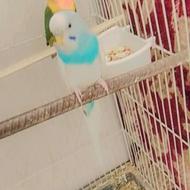 یک جفت کوتوله و یک مرغ عشق نر