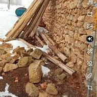 درخت 5متری و 4مترو 30سانتی هم داره