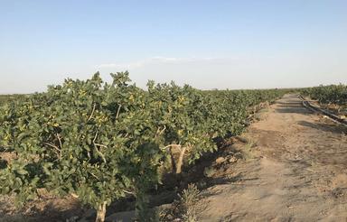 13000هزار متر باغ پسته دامغان