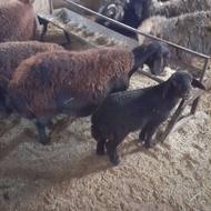 شیشک با بره