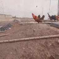 مرغ و خروس جوان