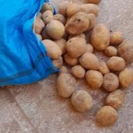 سیب زمینی درجه یک