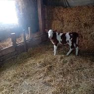 گوساله سیمینتال یک ماهه نژاد بالا