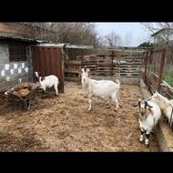 فروش بز سانن