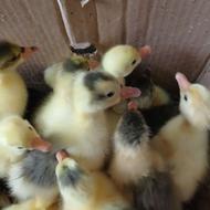 جوجه غازارمرگ دررفته،عالی،درشت