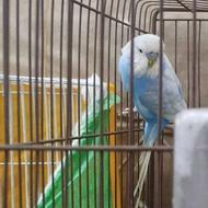 مرغ عشق نر انگلیسی