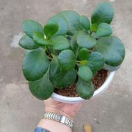 فروش گل قاشقی