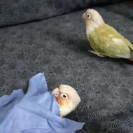 دو عدد گرینچیگ اهلی و بازیگوش