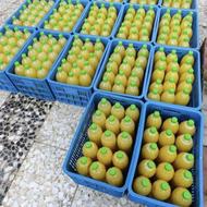 آب نارنج ارگانیک