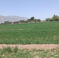 زمین باغی با اب وبرق کشاورزی