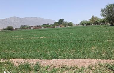 زمین باغی با اب وبرق کشاورزی