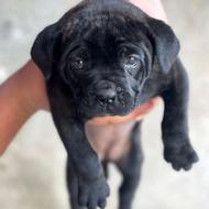 واگذاری سگ نژاد:کن کورسو