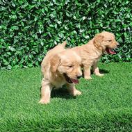 توله گلدن های بامزه واگذار