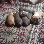 واگذاری سگ پیدبول