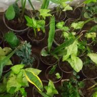 فروش گل وگیاه