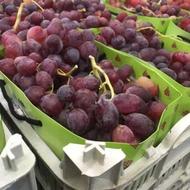 فروش نهال انگور ریشه لخت دوساله