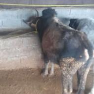 فروش گوساله نر کولن